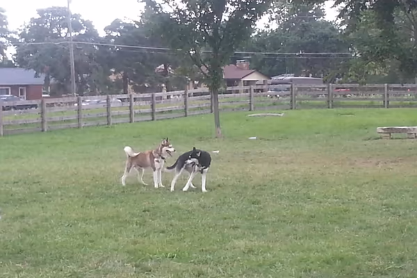 Wiggly Field Dog Park at Voice of America MetroPark photo 2